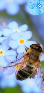 Close-up of a bee on blue flowers with dew drops.