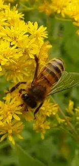 Bee pollinating yellow flowers with a green background.