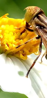 Close-up of a bee on a yellow daisy in vibrant detail.