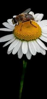 A close-up image of a bee perched on a daisy with a black background.