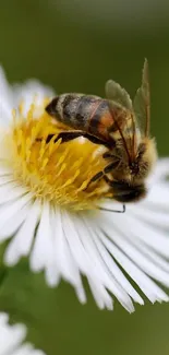 Close-up photo of a bee on a white daisy flower.