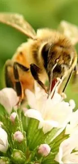 Close-up of bee on a flower with green blurred background.