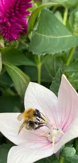 Bee perched on white blossom with green foliage background.