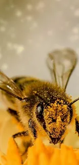 Close-up of bee on orange flower, showcasing pollination.