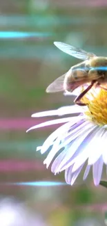 A bee perched on a vibrant daisy flower with a soft green background.