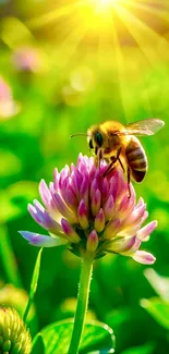 Bee on a vibrant flower with sunlight.