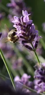 Bee perched on lavender flowers with green background.