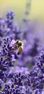 Bee perched on purple lavender blooms in a serene nature scene.