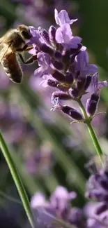 Close-up of a bee pollinating lavender flowers against a green background.