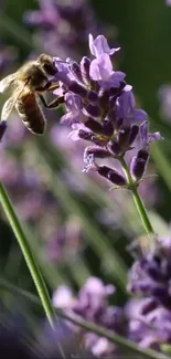 Bee on vibrant lavender flowers with green stems.