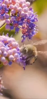 Bee pollinating lavender flowers against blurred background.