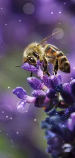 Bee perched on vibrant lavender flower, surrounded by purple hues.