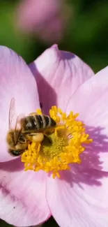 A bee gathering pollen on a pink flower with a bright yellow center.