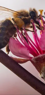 Close-up of a bee pollinating a pink flower, highlighting nature's beauty.