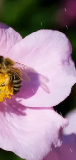 A bee collecting pollen on a pink flower in close-up view.