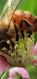 Close-up of bee on a pink flower, showcasing pollination.