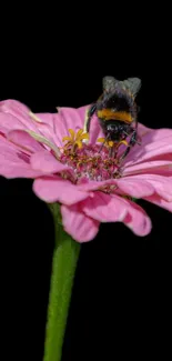 Close-up of bee on pink flower with black background.