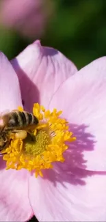 Bee collecting nectar on a pink flower smartphone wallpaper.