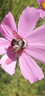 Bee rests on a vibrant pink flower in nature.