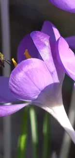 Bee perched on vibrant purple crocus in spring.