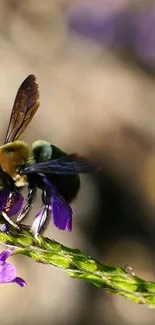 Bee perched on a purple flower, close-up shot.