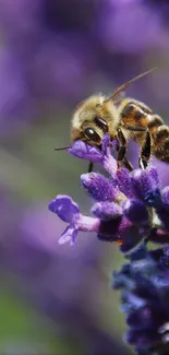 Close-up of a bee on a purple lavender flower.