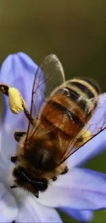 A bee collects pollen from a vibrant purple flower, capturing nature's vivid beauty.