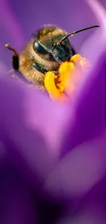 Close-up of a bee on a vibrant purple flower.