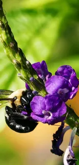 Bee on vibrant purple flower with green background.