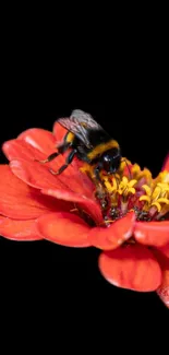 Bumblebee on vibrant red flower against black background.