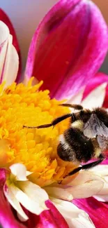 Close-up of a bee on a pink flower, vibrant mobile wallpaper.