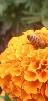 Macro shot of a bee resting on a vibrant orange marigold flower.