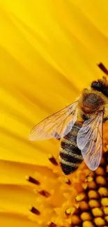 Bee perched on a vibrant yellow sunflower.