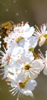 Bee perched on white blossoms in nature.