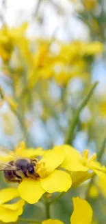 Bee on bright yellow flowers with blurred background.