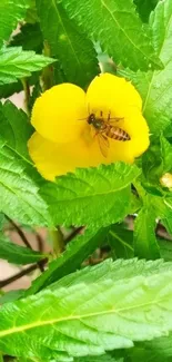 Bee on a yellow flower with green leaves background.