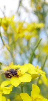 Bee on bright yellow flower in nature background wallpaper.