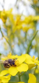 Bee on a vibrant yellow flower in natural setting, mobile wallpaper.