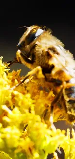 Close-up of a bee on a vivid yellow flower in sunlight.