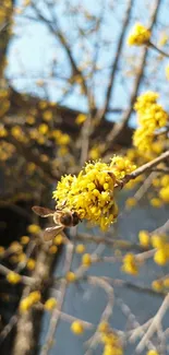 Bee on a branch with vibrant yellow blossoms in spring.