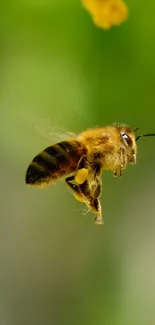 Close-up of a bee pollinating vibrant yellow flowers against a green background.