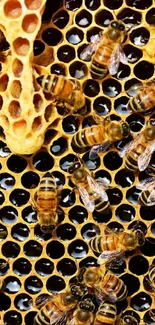 Beehive Honeycomb Pollinator Live Wallpaper