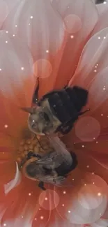 Bees on a vibrant orange flower with soft light bokeh effect.