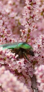 Vibrant green beetle on pink blossoms wallpaper.