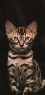 Bengal cat with striking patterns on a dark background.