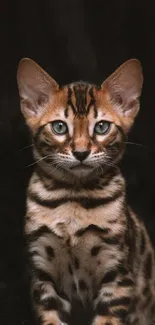 Close-up of a striking Bengal cat with vivid stripes and glowing eyes.