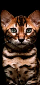 Bengal cat on black background wallpaper, elegant and striking.