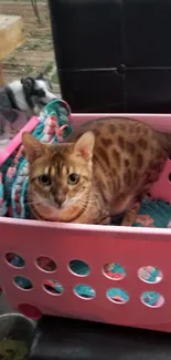 Adorable Bengal cat in pink basket with colorful background