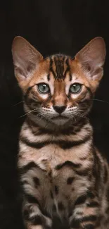 Bengal kitten with striking stripes on dark background.