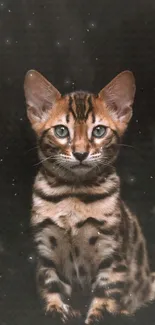 Bengal kitten with green eyes on dark background.